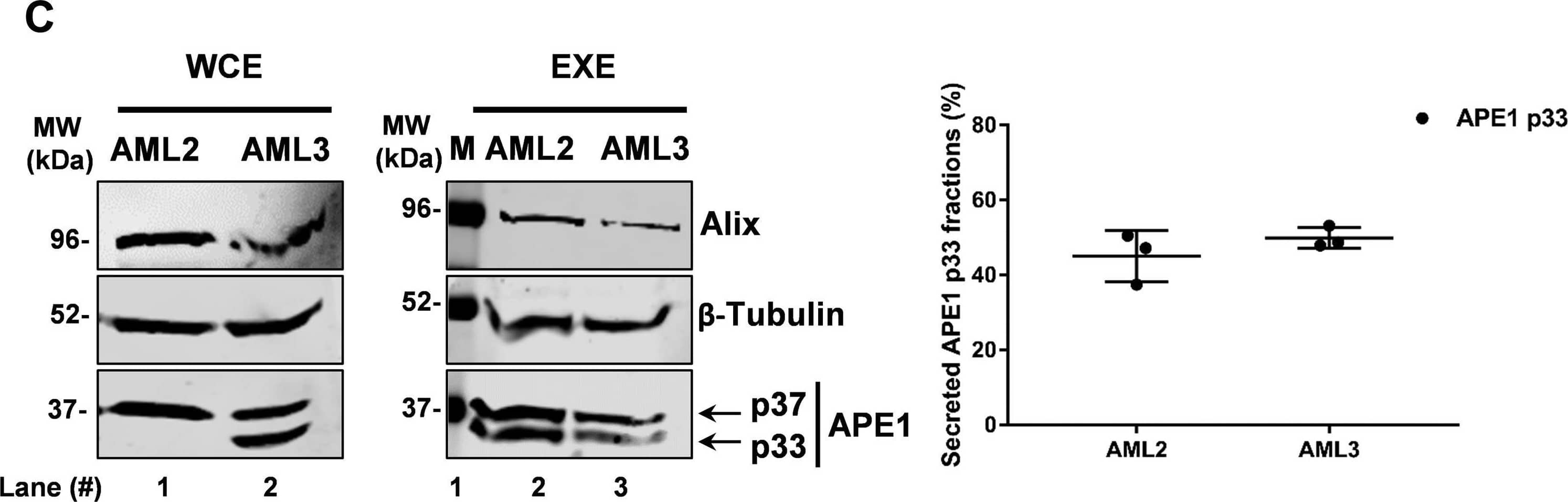 APE1 EVs secretion in a panel of mammalian cell lines:A, western blotting analyses for APE1 detection carried out in EXE of JHH-6, A549, HCT116P53+/+, HCT116p53-/-, CH13F3 delta /+/+, and CH12F3 delta / delta / delta  cells. Both APE1 p37 and p33 forms have been detected. Alix was used as a loading control. WCE were analyzed as a positive control of APE1 expression. The molecular mass (MW) expressed in kDa is shown on the left side of the image. B, western blotting analyses for APE1 detection carried out in EXE of MEFNPM1+/+ and MEFNPM1-/- cells. Both APE1 p37 and p33 forms have been detected. Alix was used as a loading control. WCE were analyzed as a positive control of APE1 expression and  beta -Tubulin (apparent molecular weight 52 kDa) was detected as loading control. Western blotting analysis for NPM1 detection was carried out as a control for cells genotype. The molecular mass (MW) expressed in kDa is shown on the left side of the image. C, western blotting analyses for APE1 detection in WCE and EXE derived from OCI-AML2 and OCI-AML3 cell lines.  beta -Tubulin (apparent molecular weight 52 kDa) and Alix (apparent molecular weight 95 kDa) detection was carried out as loading controls. APE1 p37 and p33 are indicated by arrows. The molecular mass (MW) expressed in kDa is shown on the left side of the image. The percentages of exosomal APE1 p37 and p33 forms in OCI-AML2 and OCI-AML3 cell lines are indicated in the scatter plot on the right panel and in Fig. S5. Data are expressed as mean +/- SD of three independent replicas. Image collected and cropped by CiteAb from the following open publication (//pubmed.ncbi.nlm.nih.gov/33753167), licensed under a CC-BY license. Not internally tested by Novus Biologicals.