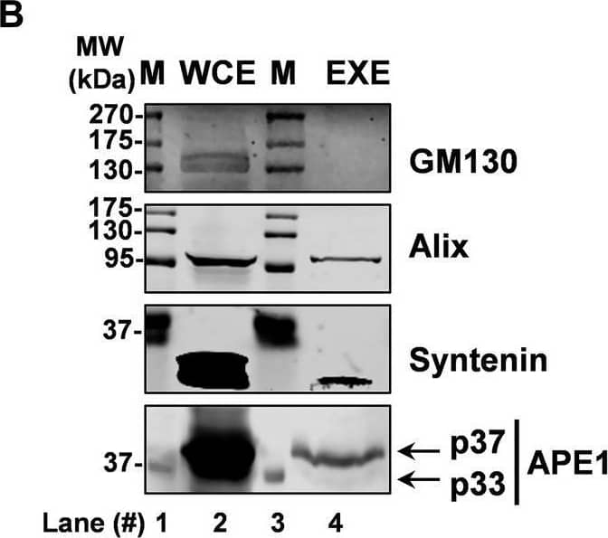 EVs characterization and APE1 protein content analysis in JHH-6 cells:A, average size distribution curve determined by NTA of EVs derived from JHH-6 conditioned medium. The average concentration of vesicles was plotted against their size. The mean mode sizes and standard deviations are reported nearby the curve. B, western blotting analysis performed in JHH-6 WCE and EXE for APE1 detection (predicted molecular weight 37 kDa). APE1 p37 and p33 forms were observed in EXE. WCE were used as a positive APE1 control (lower panel). Golgi apparatus protein GM130 (apparent molecular weight 130 kDa) was assayed as exosome negative marker, Alix (apparent molecular weight 95 kDa) and Syntenin (apparent molecular weight 32 kDa) were assayed as exosome positive markers. C, AlphaScreen assay titrating the recombinant rGST-APE1 protein using Glutathione Donor beads and Protein A/G Acceptor beads in the presence of anti-APE1 antibody. The signal of the recombinant protein was detected in NBI-isolated vesicles upon a 95 C heating step. The specific fluorescence counts, indicating a high signal to background ratio, were normalized to background after subtraction of the aspecific binding when considered at two EV concentrations in the scatter plot. Image collected and cropped by CiteAb from the following open publication (//pubmed.ncbi.nlm.nih.gov/33753167), licensed under a CC-BY license. Not internally tested by Novus Biologicals.