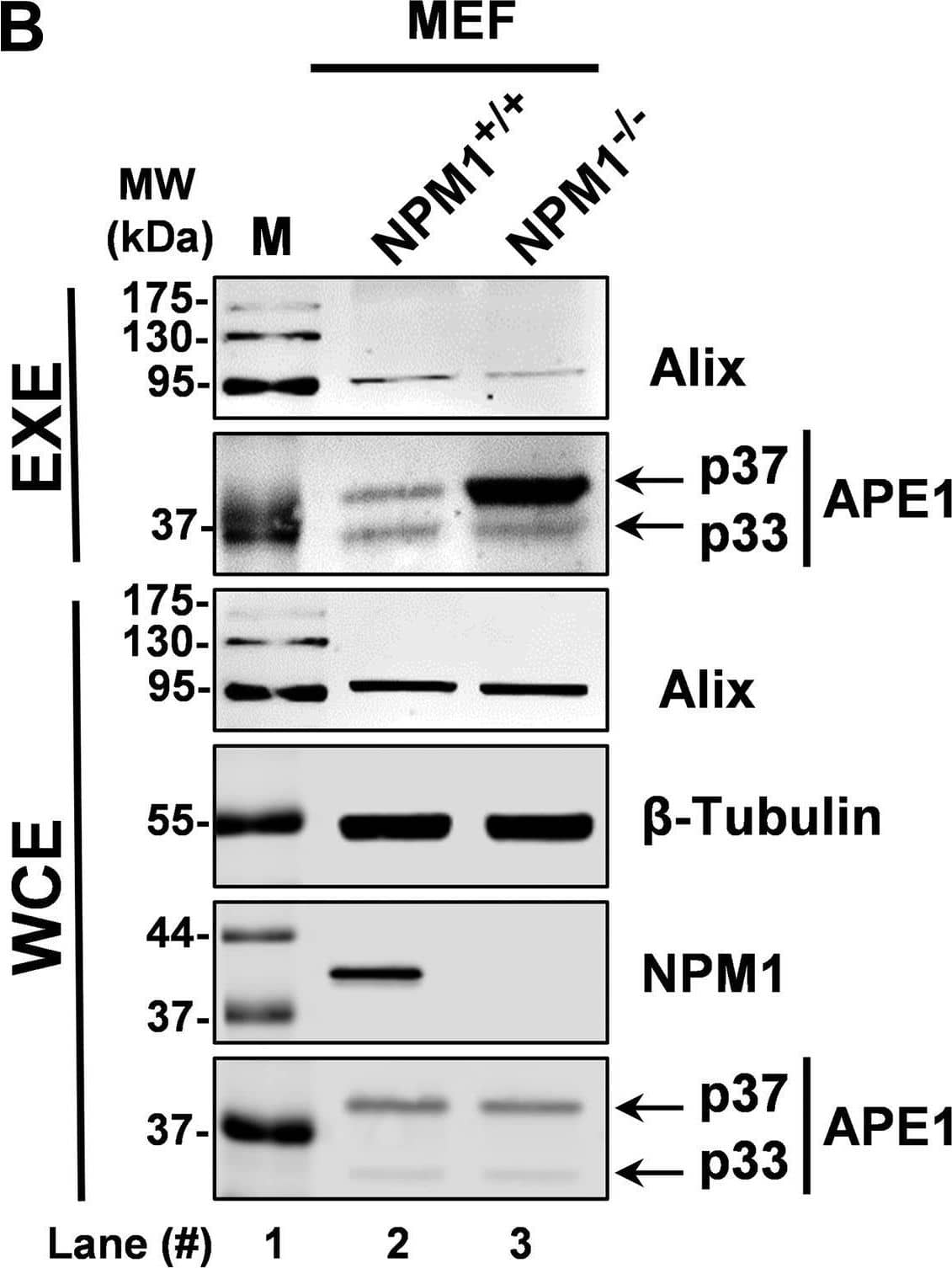 APE1 EVs secretion in a panel of mammalian cell lines:A, western blotting analyses for APE1 detection carried out in EXE of JHH-6, A549, HCT116P53+/+, HCT116p53-/-, CH13F3 delta /+/+, and CH12F3 delta / delta / delta  cells. Both APE1 p37 and p33 forms have been detected. Alix was used as a loading control. WCE were analyzed as a positive control of APE1 expression. The molecular mass (MW) expressed in kDa is shown on the left side of the image. B, western blotting analyses for APE1 detection carried out in EXE of MEFNPM1+/+ and MEFNPM1-/- cells. Both APE1 p37 and p33 forms have been detected. Alix was used as a loading control. WCE were analyzed as a positive control of APE1 expression and  beta -Tubulin (apparent molecular weight 52 kDa) was detected as loading control. Western blotting analysis for NPM1 detection was carried out as a control for cells genotype. The molecular mass (MW) expressed in kDa is shown on the left side of the image. C, western blotting analyses for APE1 detection in WCE and EXE derived from OCI-AML2 and OCI-AML3 cell lines.  beta -Tubulin (apparent molecular weight 52 kDa) and Alix (apparent molecular weight 95 kDa) detection was carried out as loading controls. APE1 p37 and p33 are indicated by arrows. The molecular mass (MW) expressed in kDa is shown on the left side of the image. The percentages of exosomal APE1 p37 and p33 forms in OCI-AML2 and OCI-AML3 cell lines are indicated in the scatter plot on the right panel and in Fig. S5. Data are expressed as mean +/- SD of three independent replicas. Image collected and cropped by CiteAb from the following open publication (//pubmed.ncbi.nlm.nih.gov/33753167), licensed under a CC-BY license. Not internally tested by Novus Biologicals.