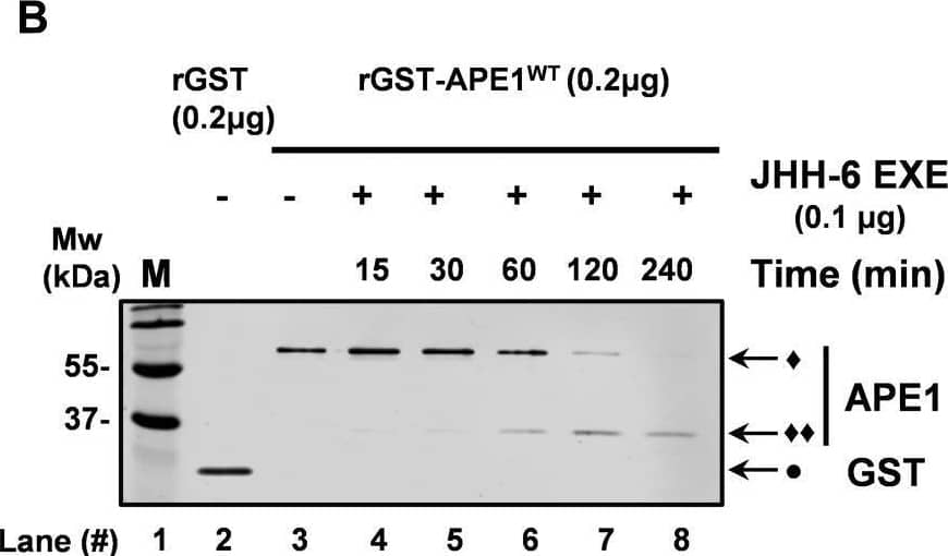 APE1 proteolytic activity characterization in exosomes:A, western blotting analyses for APE1 p37 and p33 detection in EVs derived from JHH-6 MG-132 treated cells and the respective untreated CTR cells (left panel). Alix (apparent molecular weight 95 kDa) was used as loading control. The percentage of exosomal APE1 p37 and p33 forms in both CTR and MG-132 JHH-6 cells has been obtained by densitometry analysis, and it is indicated in the scatter plot (middle panel) and in Fig. S6. Western blotting analysis for I kappa B-alpha  (apparent molecular weight 38 kDa) detection was performed in CTR and MG-132 treated JHH-6 WCE as a confirmation of proteases inhibition. The molecular mass (MW), expressed in kDa, is shown on the left side of the image. Data are expressed as mean +/- SD of three independent replicas. B, EVs possess proteases able to cleave rGST-APE1 protein. In vitro proteolytic activity exerted by EXE (0.1 μg) upon rGST-APE1WT (0.2 μg) (apparent molecular weight 65 kDa). The reactions were performed at 37 C for the indicated times and the substrates (♦) and the products (♦♦) of reactions have been detected by Western blotting using APE1 antibody (left panel). rGST (0.2 μg) (apparent molecular weight 29 kDa) indicated as (•) has been detected by western blotting using GST antibody. C, graph illustrating the comparison of EXE cleavage activity upon rGST-APE1WT and rGST-APE1K4pleA. Data are expressed as mean +/- SD of three independent technical replicas. ∗p < 0.05, ∗∗p < 0.01, ∗∗∗p < 0.001, ∗∗∗∗p < 0.0001. Image collected and cropped by CiteAb from the following open publication (//pubmed.ncbi.nlm.nih.gov/33753167), licensed under a CC-BY license. Not internally tested by Novus Biologicals.