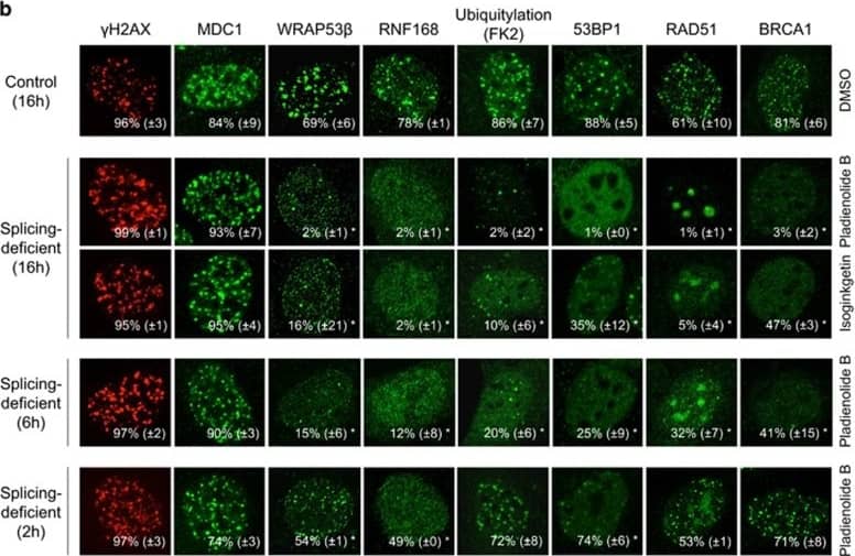 Immunocytochemistry/ Immunofluorescence 53BP1 Antibody - BSA Free