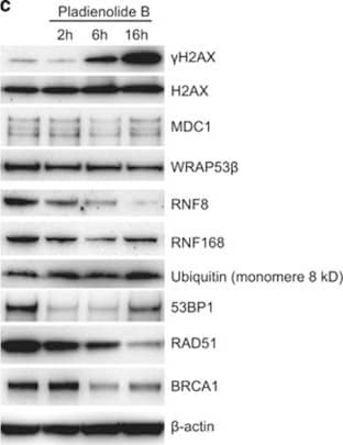 Western Blot 53BP1 Antibody - BSA Free