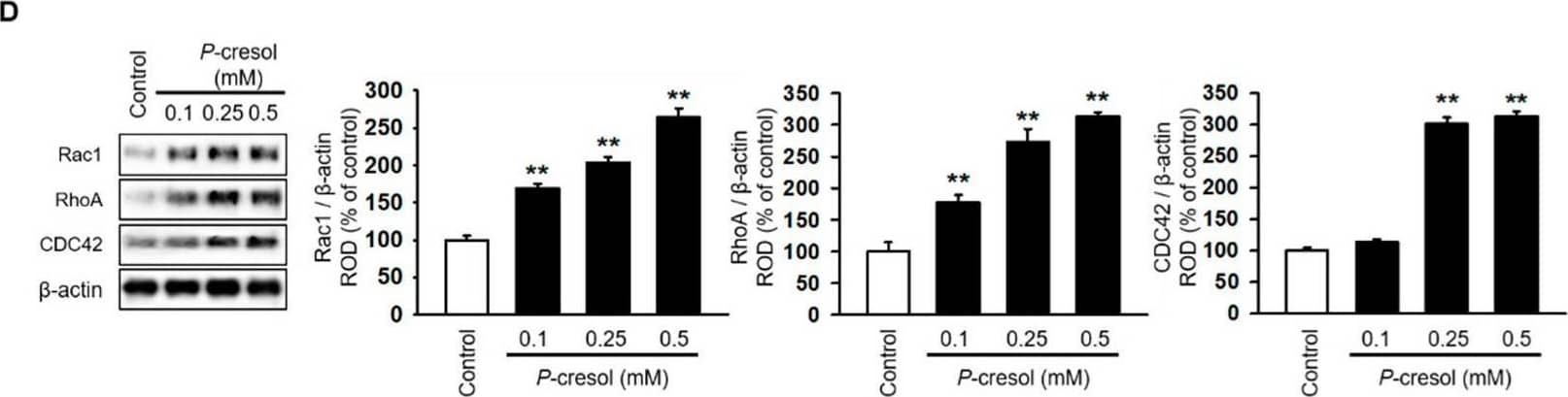 Western Blot RhoA Antibody