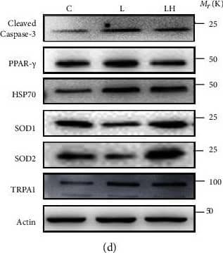 Western Blot: TRPA1 Antibody [NB100-91319] - TRPA1 inhibitor HC030031 significantly ameliorated the oxidative stress & apoptosis levels of Pg.LPS-induced PDLCs. (a) P.g.LPS increased intracellular calcium ion level in a dose-dependent manner (n = 3). (b) Lower HC030031 concentration significantly reversed the increase of intracellular calcium ions, & 10 μM HC030031 was used in the subsequent experiment (n = 3). (c) Flow cytometry analysis of the control group (PDLCs only, C), L group (PDLCs treated by LPS, L), & LH group (PDLCs treated by 10 μM HC030031 & LPS, LH) (n = 4). (d, e) Western blot analysis & semiquantitative statistical analysis of oxidative stress, apoptosis, & TRPA1 proteins in in C, L, & LH groups (n = 3). (f) EM images showing endoplasmic reticulum (yellow arrows) & mitochondrial morphology (red arrows) of PDLCs in Ctr, LPS, & LH groups (white stars represent cell nuclei) (n = 4). (g) Quantification of endoplasmic reticulum size, mitochondrial size, mitochondrial number per cell (n = 4), & mitochondrial crista density was analyzed (>100 mitochondria). Data analysis was performed by using one-way ANOVA (∗P < 0.05, ∗∗P < 0.01, & ∗∗∗P < 0.001). Data are presented as the mean ± SEM. Image collected & cropped by CiteAb from the following publication (//pubmed.ncbi.nlm.nih.gov/35720191), licensed under a CC-BY license. Not internally tested by Novus Biologicals.