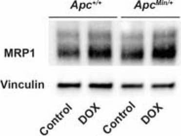 Western Blot APC Antibody - BSA Free