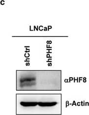 Knockdown Validated PHF8 Antibody