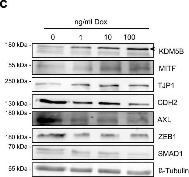 Enforced KDM5B expression facilitates melanocytic lineage-directed elimination by TMECG.a Quantitation of mRNA after 24 h, 48 h, 72 h and 7 days of Cpd1 treatment of MaMel63a cells as assessed by qPCR. Mean +/- SD. Shown is one representative example. b Regulation of differentiation, cytokinesis, and mitotic spindle assembly genes as detected by cDNA microarray analysis after KDM5B shRNA knockdown in WM3734 cells (n = 1). c, d Immunoblotting of melanocytic lineage and (de-)differentiation markers after 24 h of KDM5B induction in WM3734Tet3G-KDM5B cells (c) and after 72 h of Cpd1 treatment in MaMel63a cells (d). Shown are representative data (n = 2). e Anti-MITF immunostaining (upper panel) and Fontana-Masson staining (lower panels) of CM melanoma tumor grafts from Cpd1-treated vs. control mice. f MTT cell viability assay of WM3734 cells. Representative example is shown left (mean +/- SD, n = 2) and corresponding IC50 values on the right. TMECG was either concurrently given together with Cpd1 (“con