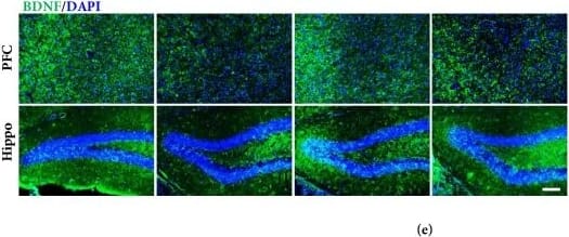 Western Blot: BDNF Antibody [NB100-98682] - Effect of treatment with FX extract on CREB/BDNF signaling. (a-c) Differences in the phosphorylation of CREB & expression of BDNF between groups in the PFC & hippocampus (n = 3-4). (d, e) pCREB & BDNF immunofluorescence was assessed in the PFC & hippocampus (n = 3-4). Mean ± SD. #P < 0.05 versus normal group; ∗P < 0.05 & ∗∗P < 0.01 versus control group. Scale bar = 200 μm. Image collected & cropped by CiteAb from the following publication (//pubmed.ncbi.nlm.nih.gov/30065945), licensed under a CC-BY license. Not internally tested by Novus Biologicals.