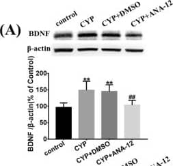 Western Blot: BDNF Antibody [NB100-98682] - Antagonized TrkB could restrain the activation of astrocytes & microglia & supress the p38/JNK pathway to alleviate the release of IL-1 beta  & TNF-alpha  in the SDH of CYP-induced cystitis. Western blots showed that the overexpression of a BDNF, b TrkB, cp-TrkB, d Iba1, e GFAP, fp-p38, gp-JNK, h TNF-alpha , & i IL-1 beta  were downregulated in comparison to the CYP + DMSO group after ANA-12 treatment. All data were calculated as mean ± SEM (n = 5 per group). **p < 0.01, ***p < 0.001 vs. control group. ##p < 0.01, ###p < 0.001 vs. CYP + ANA-12 group Image collected & cropped by CiteAb from the following publication (//pubmed.ncbi.nlm.nih.gov/31931832), licensed under a CC-BY license. Not internally tested by Novus Biologicals.