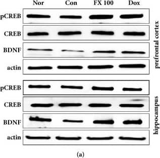 Western Blot: BDNF Antibody [NB100-98682] - Effect of treatment with FX extract on CREB/BDNF signaling. (a-c) Differences in the phosphorylation of CREB & expression of BDNF between groups in the PFC & hippocampus (n = 3-4). (d, e) pCREB & BDNF immunofluorescence was assessed in the PFC & hippocampus (n = 3-4). Mean ± SD. #P < 0.05 versus normal group; ∗P < 0.05 & ∗∗P < 0.01 versus control group. Scale bar = 200 μm. Image collected & cropped by CiteAb from the following publication (//pubmed.ncbi.nlm.nih.gov/30065945), licensed under a CC-BY license. Not internally tested by Novus Biologicals.