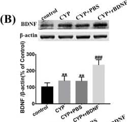 Western Blot: BDNF Antibody [NB100-98682] - BDNF lowered the mechanical withdrawal threshold further & promoted activation of astrocytes & microglia, & enhanced the p38/JNK pathway to aggravate the release of IL-1 beta  & TNF-alpha  in the SDH of CYP-induced cystitis. a BDNF treated every other day after CYP injection could further lower the mechanical withdrawal threshold & suppress the retrieval of mechanical threshold when compared with the CYP + PBS group. After the exogenous BDNF injection, Western blots showing the expression of b BDNF, c TrkB, dp-TrkB, e Iba1, f GFAP, gp-p38, hp-JNK, i TNF-alpha , & j IL-1 beta  were all further upregulated when compared with the CYP + PBS group. Data of mechanical withdrawal threshold were analyzed using a two-way analysis of variance (ANOVA) followed by the Sidak's multiple comparisons test. All data were calculated as mean ± SEM (n = 10 per group). **p < 0.01, ***p < 0.001 vs. the control group. #p < 0.05, ##p < 0.01, ###p < 0.001 vs. the CYP + rBDNF group. $p < 0.05, $$p < 0.01, $$$p < 0.001 vs. the CYP + PBS group Image collected & cropped by CiteAb from the following publication (//pubmed.ncbi.nlm.nih.gov/31931832), licensed under a CC-BY license. Not internally tested by Novus Biologicals.