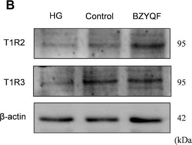 Western Blot TAS1R3 Antibody