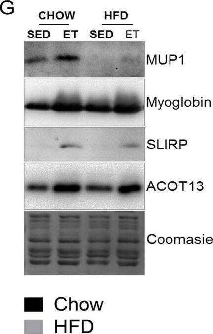 Western Blot SLIRP Antibody - BSA Free