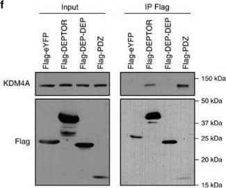 Western Blot: Lysine (K)-specific Demethylase 4A/KDM4A/JMJD2A Antibody [NB110-40585] - KDM4A interacts with the mTORC1/2 complex.(a) Relative mRNA levels of negative & positive regulators of the PTEN/AKT/mTOR pathway following KDM4A depletion. Quantifications of mRNAs by RT–qPCR were normalized against  beta -actin (ActB) mRNA. Asterisks denote a statistical difference between siKDM4A-treated cells & siGFP control cells, two-sided t-test P<0.05 (graph represents two independent experiences). Error bars represent standard deviation. (b) Co-immunoprecipitation of endogenous mTORC1/2 complex members with Flag-KDM4A in 293T transfected cells. (c) Comparison of mTORC1/2-associated proteins with Flag-tagged mTOR or KDM4A. The 293T cells were transfected with either Flag-eYFP, Flag-KDM4A or Flag-mTOR, & protein lysates were subjected to anti-Flag immunoprecipitation. (d) Co-immunoprecipitation of Flag-KDM4A & HA-DEPTOR in 293T cells. (e) Endogenous KDM4A co-immunoprecipitates with Flag-DEPTOR. (f) DEPTOR PDZ domain associates with endogenous KDM4A. Flag immunoprecipitation of flag-tagged full length or fragments of DEPTOR. The samples were not sonicated in this experiment to confirm that the interaction is independent of nucleus disruption. (g) Endogenous KDM4A & DEPTOR associate in 293E cells. (h) Endogenous KDM4A & DEPTOR co-immunoprecipitate in NHA-hTERT cells. Image collected & cropped by CiteAb from the following publication (//www.nature.com/articles/ncomms12700), licensed under a CC-BY license. Not internally tested by Novus Biologicals.