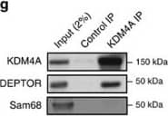 Western Blot: Lysine (K)-specific Demethylase 4A/KDM4A/JMJD2A Antibody [NB110-40585] - KDM4A interacts with the mTORC1/2 complex.(a) Relative mRNA levels of negative & positive regulators of the PTEN/AKT/mTOR pathway following KDM4A depletion. Quantifications of mRNAs by RT–qPCR were normalized against  beta -actin (ActB) mRNA. Asterisks denote a statistical difference between siKDM4A-treated cells & siGFP control cells, two-sided t-test P<0.05 (graph represents two independent experiences). Error bars represent standard deviation. (b) Co-immunoprecipitation of endogenous mTORC1/2 complex members with Flag-KDM4A in 293T transfected cells. (c) Comparison of mTORC1/2-associated proteins with Flag-tagged mTOR or KDM4A. The 293T cells were transfected with either Flag-eYFP, Flag-KDM4A or Flag-mTOR, & protein lysates were subjected to anti-Flag immunoprecipitation. (d) Co-immunoprecipitation of Flag-KDM4A & HA-DEPTOR in 293T cells. (e) Endogenous KDM4A co-immunoprecipitates with Flag-DEPTOR. (f) DEPTOR PDZ domain associates with endogenous KDM4A. Flag immunoprecipitation of flag-tagged full length or fragments of DEPTOR. The samples were not sonicated in this experiment to confirm that the interaction is independent of nucleus disruption. (g) Endogenous KDM4A & DEPTOR associate in 293E cells. (h) Endogenous KDM4A & DEPTOR co-immunoprecipitate in NHA-hTERT cells. Image collected & cropped by CiteAb from the following publication (//www.nature.com/articles/ncomms12700), licensed under a CC-BY license. Not internally tested by Novus Biologicals.