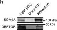 Western Blot: Lysine (K)-specific Demethylase 4A/KDM4A/JMJD2A Antibody [NB110-40585] - KDM4A interacts with the mTORC1/2 complex.(a) Relative mRNA levels of negative & positive regulators of the PTEN/AKT/mTOR pathway following KDM4A depletion. Quantifications of mRNAs by RT–qPCR were normalized against  beta -actin (ActB) mRNA. Asterisks denote a statistical difference between siKDM4A-treated cells & siGFP control cells, two-sided t-test P<0.05 (graph represents two independent experiences). Error bars represent standard deviation. (b) Co-immunoprecipitation of endogenous mTORC1/2 complex members with Flag-KDM4A in 293T transfected cells. (c) Comparison of mTORC1/2-associated proteins with Flag-tagged mTOR or KDM4A. The 293T cells were transfected with either Flag-eYFP, Flag-KDM4A or Flag-mTOR, & protein lysates were subjected to anti-Flag immunoprecipitation. (d) Co-immunoprecipitation of Flag-KDM4A & HA-DEPTOR in 293T cells. (e) Endogenous KDM4A co-immunoprecipitates with Flag-DEPTOR. (f) DEPTOR PDZ domain associates with endogenous KDM4A. Flag immunoprecipitation of flag-tagged full length or fragments of DEPTOR. The samples were not sonicated in this experiment to confirm that the interaction is independent of nucleus disruption. (g) Endogenous KDM4A & DEPTOR associate in 293E cells. (h) Endogenous KDM4A & DEPTOR co-immunoprecipitate in NHA-hTERT cells. Image collected & cropped by CiteAb from the following publication (//www.nature.com/articles/ncomms12700), licensed under a CC-BY license. Not internally tested by Novus Biologicals.