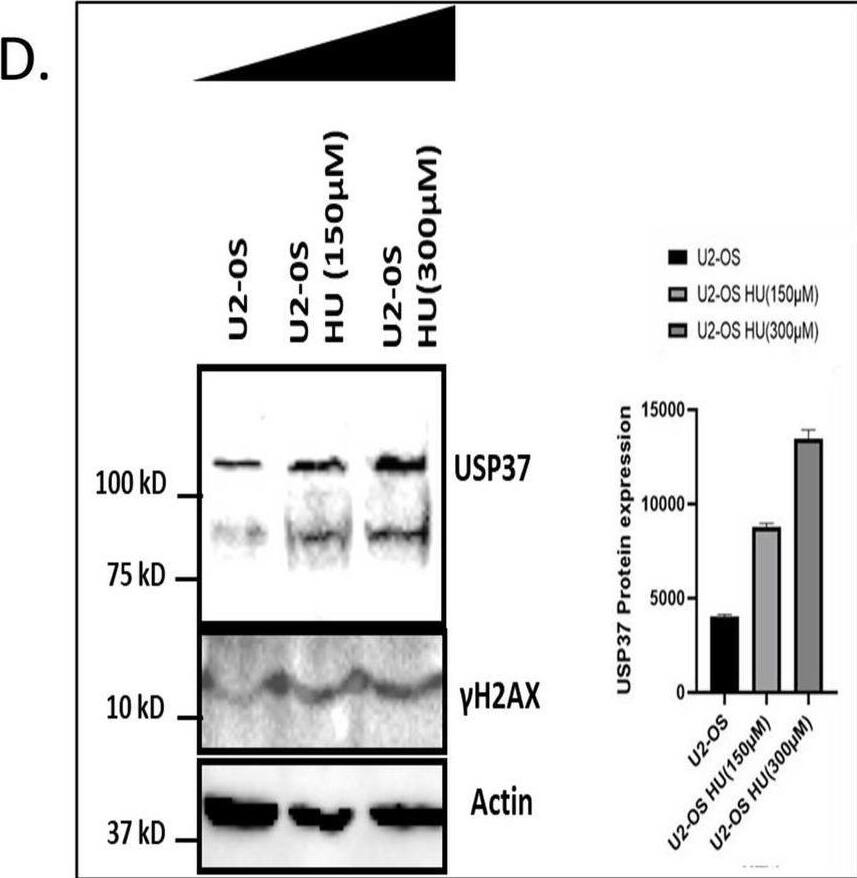 Overexpression of USP37 leads to enhanced survival in response to replication stress while its depletion leads to reduced survival in osteosarcoma cells with increased accumulation of USP37 in cytoplasm. A The clonogenic potential was examined by Colony formation assay. U2OS osteosarcoma cells were transfected with Myc USP37 for overexpressing USP37 while SiRNA was used to reduce expression of USP37, following which cells were treated with different concentrationsn of HU (Hydroxy Urea) for 24 h., then washed and fresh media was added. Subsequently colonies were allowed to develop for 7 days. B Osteosarcoma cell U20S cells were treated with 300 uM HU for 24 h and processed for IF to see USP37 expression. C Osteosarcoma cell line MG-63 was treated with 300 uM HU for 24 h. and processed for IF to see USP37 expression. D Western blotting to see the expression of USP37 and corresponding DNA damage marker ϒH2AX after induction of replication stress in U2OS whole cell lysate. E Nuclear and cytoplasmic fractionation was carried out on U2OS cells after treatment by an escalating dose of HU and western blotting was done to assess the level of USP37 in the nuclear and cytoplasmic fraction Image collected and cropped by CiteAb from the following open publication (//pubmed.ncbi.nlm.nih.gov/37118828), licensed under a CC-BY license. Not internally tested by Novus Biologicals.