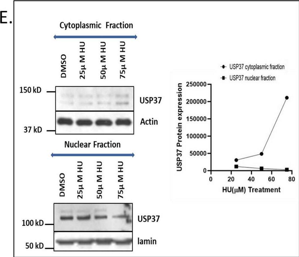 Overexpression of USP37 leads to enhanced survival in response to replication stress while its depletion leads to reduced survival in osteosarcoma cells with increased accumulation of USP37 in cytoplasm. A The clonogenic potential was examined by Colony formation assay. U2OS osteosarcoma cells were transfected with Myc USP37 for overexpressing USP37 while SiRNA was used to reduce expression of USP37, following which cells were treated with different concentrationsn of HU (Hydroxy Urea) for 24 h., then washed and fresh media was added. Subsequently colonies were allowed to develop for 7 days. B Osteosarcoma cell U20S cells were treated with 300 uM HU for 24 h and processed for IF to see USP37 expression. C Osteosarcoma cell line MG-63 was treated with 300 uM HU for 24 h. and processed for IF to see USP37 expression. D Western blotting to see the expression of USP37 and corresponding DNA damage marker ϒH2AX after induction of replication stress in U2OS whole cell lysate. E Nuclear and cytoplasmic fractionation was carried out on U2OS cells after treatment by an escalating dose of HU and western blotting was done to assess the level of USP37 in the nuclear and cytoplasmic fraction Image collected and cropped by CiteAb from the following open publication (//pubmed.ncbi.nlm.nih.gov/37118828), licensed under a CC-BY license. Not internally tested by Novus Biologicals.