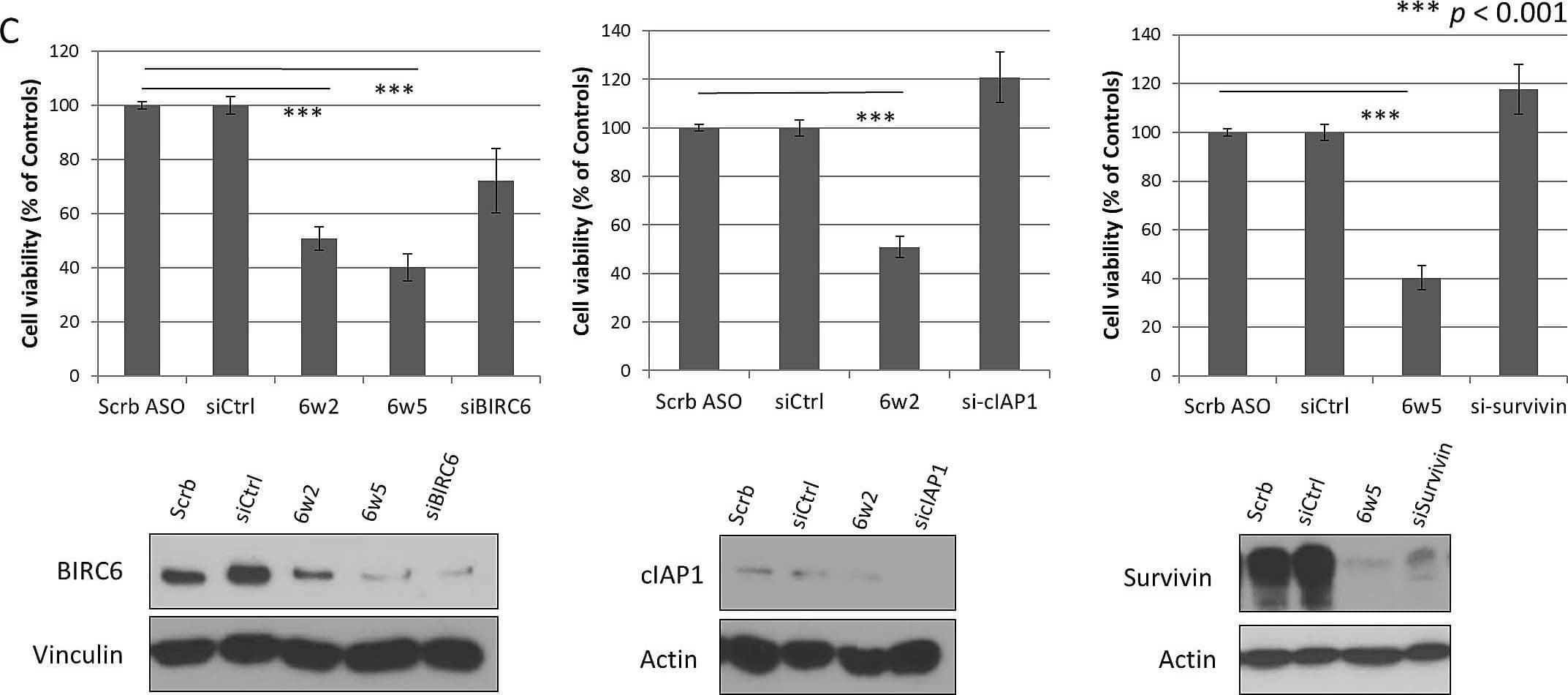 Dual IAP-targeting ASOs knockdown BIRC6, cIAP1 or survivin proteins and lead to marked suppression of CRPC cell proliferation(A-B) Western blotting showing protein levels of BIRC6, cIAP1 and survivin in two CRPC cell lines (A) PC-3 cells and (B) C4-2 cells transfected with Mock or increasing dosages of scrambled ASO (Scrb), dASOs 6w2 and 6w5 for 72 hr. (C) Comparison of dual IAP targeting and single IAP-targeting. Cell viability of PC-3 cells transfected with dASOs 6w2, 6w5 and siRNA-targeting BIRC6, cIAP1 or survivin, was determined by MTS assay at 72 hr after transfection. Cell viabilities of ASO- and siRNA-treated cells were normalized with corresponding Scrb ASO and siRNA controls. Error bars represent mean percentage cell viability +/- S.D. Western blotting of 3 IAPs showing comparable amounts of reduced protein expression obtained with dASO and siRNA single IAP-targeting. (D) Proliferation of PC-3 cells transfected with mock, Scrb ASO, dASOs 6w2 and 6w5. Error bars represent mean cell number +/- S.D. (E) MTS viability assay of C4-2 cells treated with dASOs. Image collected and cropped by CiteAb from the following open publication (//pubmed.ncbi.nlm.nih.gov/25071009), licensed under a CC-BY license. Not internally tested by Novus Biologicals.