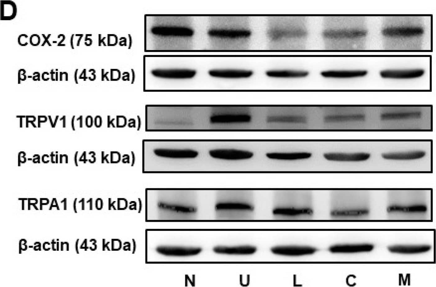 Western Blot: TRPA1 Antibody - BSA Free [NB110-40763] - Effects of Lycium barbarum polysaccharides (LBP) & capsaicin (CAP) on colonic (A) Cyclooxygenase-2 (COX-2), (B) Transient receptor potential cation channel V1 (TRPV1), & (C) Transient receptor potential ankyrin 1 (TRPA1) protein expression. (D) Representatives of Western blot for COX-2, TRPV1, TRPA1, &  beta -actin. N: control group, U: ulcerative colitis induced group, L: LBP treated group, C: CAP treated group, M: mixed LBP & CAP treated group. Data are presented as mean ± SEM & analyzed by one-way ANOVA & Fisher’s least significant difference test (n = 8). # p < 0.05 compared to the N group. * p < 0.05 compared to the U group. Image collected & cropped by CiteAb from the following publication (//pubmed.ncbi.nlm.nih.gov/35269566), licensed under a CC-BY license. Not internally tested by Novus Biologicals.