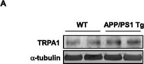 Western Blot: TRPA1 Antibody - BSA Free [NB110-40763] - Expression & localization of TRPA1 channels in wild-type (WT) & APP/PS1 Tg mice. (a) Brains were harvested from WT & APP/PS1 Tg mice at 8 months old. Western blot analysis of protein levels of TRPA1 &  alpha -tubulin. Data are mean ± SEM from 6 mice in each group. *, P < 0.05 vs. WT mice. (b, c) Immunohistochemistry of specimens of cortex & hippocampus from 8-month-old WT & APP/PS1 Tg mice with the antibodies anti-TRPA1, anti-vWF (endothelial cell marker), anti-NeuN (neuron marker), anti-GFAP (astrocyte marker) & anti-IBA-1 (microglia marker), then FITC- or Texas red-conjugated secondary antibody. Bar = 50 μm. vWF-positive cells denoted endothelial cells, NeuN-positive cells denoted neurons, & GFAP-positive cells denoted astrocytes, as indicated by arrowheads, stars or arrows, respectively Image collected & cropped by CiteAb from the following publication (//jneuroinflammation.biomedcentral.com/articles/10.1186/s12974-016-0557-z), licensed under a CC-BY license. Not internally tested by Novus Biologicals.