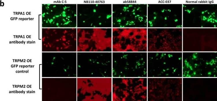 Immunocytochemistry/ Immunofluorescence: TRPA1 Antibody - BSA Free [NB110-40763] - Evaluation of anti-TRPA1 antibody specificity by western blotting & immunofluorescence. (a) Lysates derived from HEK293T cells transiently transfected with the TRPA1 & GFP expression construct (TRPA1 OE) or TRPM2 & GFP negative control (TRPM2 OE) were probed with the antibodies indicated. Additional untransfected & GFP only controls are presented in the first blot (6G8). Uncropped full length blots are displayed, gaps between the blots are present to indicate the use of a different antibody. Mouse mAbs C-5 & 6G8, & NB110-40763 can detect TRPA1 only in the membrane fraction of lysates at the expected molecular weight (127.5 kDa). Several TRPA1-specific bands are observed above this weight. NB110-40763 also detects several other antigens. Ab58844 & ACC- 037 only appear to detect antigens other than TRPA1 in the conditions used. (b) The performance of the same antibodies was evaluated by immunofluorescence (red) in comparison to the expression of the GFP reporter (green), or control TRPM2 & GFP overexpressing cells as for western blotting. Mouse mAb C-5 again shows high specificity with a strong correlation between the expression of the GFP reporter & antibody staining, & no staining in TRPM2 & GFP overexpressing controls. NB110-40763 also demonstrates some sensitivity but has high background that likely does not correspond to Fc binding of the antibody, as the other two rabbit polyclonal antibodies or isotype control did show different staining patterns. Ab58844 & ACC- 037 only appear to detect antigens other than TRPA1 in the conditions used. Image collected & cropped by CiteAb from the following publication (//pubmed.ncbi.nlm.nih.gov/31811235), licensed under a CC-BY license. Not internally tested by Novus Biologicals.