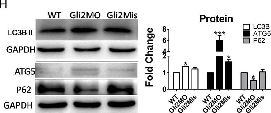 Western Blot: ATG5 Antibody - BSA Free [NB110-53818] - Autophagy level was promoted by downregulation of the Hh signaling pathway in zebrafish larvae. (A–C) Larvae were exposed to 10 µM cyA & 0.1% DMSO at 3 dpf for 3 days. (D–H) Embryos were injected with SHHMO, Gli2MO & Gli2Mis at the 1–4 cell stage; at 6 dpf, larvae were collected for assays . GAPDH served as a loading control. The means & s.d. were derived from triple duplicates. *P<0.05, **P<0.01, ***P<0.001 versus the WT groups or DMSO control groups (one-way ANOVA). The data were from three independent experiments. (A,D) SHH protein was detected by western blot assay. (B,E,G) Transcriptional level of autophagy-related genes was tested by qPCR assays. (C,F,H) Autophagy-related proteins LC3B II, ATG5 & P62 level were determined by western blot. Image collected & cropped by CiteAb from the following publication (//pubmed.ncbi.nlm.nih.gov/30992325), licensed under a CC-BY license. Not internally tested by Novus Biologicals.