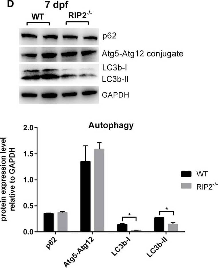 Western Blot: ATG5 Antibody - BSA Free [NB110-53818] - RIP2 is not essential for MAPK pathways in the early ontogenesis. (A) Immunoblot analysis of phospho-p44/42 MAPK, p44/42 MAPK, & p38 MAPK in larvae homogenate from WT & NOD1-1IS−/− zebrafish at 7 days post-fertilization (dpf). (B) Immunoblot analysis of phospho-p44/42 MAPK, p44/42 MAPK, & p38 MAPK in larvae homogenate from WT & RIP2−/− zebrafish at 7 dpf. (C) Immunoblot analysis of Atg5, p62, & LC3b in larvae homogenate from WT & NOD1-1IS−/− zebrafish at 7 dpf. (D) Immunoblot analysis of Atg5, p62, & LC3b in larvae homogenate from WT & RIP2−/− zebrafish at 7 dpf. Western blotting results were quantified using Quantity One software. Data represent the average of two independent experiments. *p < 0.05, **p < 0.01. Image collected & cropped by CiteAb from the following publication (//pubmed.ncbi.nlm.nih.gov/29692779), licensed under a CC-BY license. Not internally tested by Novus Biologicals.