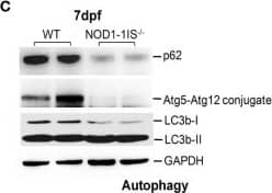 Western Blot: ATG5 Antibody - BSA Free [NB110-53818] - RIP2 is not essential for MAPK pathways in the early ontogenesis. (A) Immunoblot analysis of phospho-p44/42 MAPK, p44/42 MAPK, & p38 MAPK in larvae homogenate from WT & NOD1-1IS−/− zebrafish at 7 days post-fertilization (dpf). (B) Immunoblot analysis of phospho-p44/42 MAPK, p44/42 MAPK, & p38 MAPK in larvae homogenate from WT & RIP2−/− zebrafish at 7 dpf. (C) Immunoblot analysis of Atg5, p62, & LC3b in larvae homogenate from WT & NOD1-1IS−/− zebrafish at 7 dpf. (D) Immunoblot analysis of Atg5, p62, & LC3b in larvae homogenate from WT & RIP2−/− zebrafish at 7 dpf. Western blotting results were quantified using Quantity One software. Data represent the average of two independent experiments. *p < 0.05, **p < 0.01. Image collected & cropped by CiteAb from the following publication (//pubmed.ncbi.nlm.nih.gov/29692779), licensed under a CC-BY license. Not internally tested by Novus Biologicals.