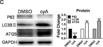 Western Blot: ATG5 Antibody - BSA Free [NB110-53818] - Autophagy level was promoted by downregulation of the Hh signaling pathway in zebrafish larvae. (A–C) Larvae were exposed to 10 µM cyA & 0.1% DMSO at 3 dpf for 3 days. (D–H) Embryos were injected with SHHMO, Gli2MO & Gli2Mis at the 1–4 cell stage; at 6 dpf, larvae were collected for assays . GAPDH served as a loading control. The means & s.d. were derived from triple duplicates. *P<0.05, **P<0.01, ***P<0.001 versus the WT groups or DMSO control groups (one-way ANOVA). The data were from three independent experiments. (A,D) SHH protein was detected by western blot assay. (B,E,G) Transcriptional level of autophagy-related genes was tested by qPCR assays. (C,F,H) Autophagy-related proteins LC3B II, ATG5 & P62 level were determined by western blot. Image collected & cropped by CiteAb from the following publication (//pubmed.ncbi.nlm.nih.gov/30992325), licensed under a CC-BY license. Not internally tested by Novus Biologicals.