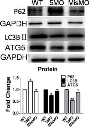Western Blot: ATG5 Antibody - BSA Free [NB110-53818] - Autophagy did not regulate the Hh signaling pathway. ATG5MO & MisMO were injected into embryos at the 1–4 cell stage. MisMO-injected group as a negative control. The means & s.d. were derived from triple duplicates. (A) Expression of LC3BII & ATG5 proteins was determined by a western blot assay. GAPDH served as a loading control. (B) Heat map of mRNA expression of Hh signaling pathway-related genes Smo, Gli family number Gli1, Gli2a, Gli2b, ptch1 & Shh mRNA from wild-type & ATG5MO-injected embryos was determined by RNAseq assay. (C) Embryos at 1–4 cell stage were either injected with ATG5MO or MisMO or mock-treated & treated with 10 µM of RAPA or 2 mM of 3MA for 3 days from 3 dpf. Expression of SHH protein was determined by a western blot assay. GAPDH served as a loading control. Image collected & cropped by CiteAb from the following publication (//pubmed.ncbi.nlm.nih.gov/30992325), licensed under a CC-BY license. Not internally tested by Novus Biologicals.
