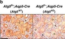 Immunohistochemistry ATG5 Antibody - BSA Free