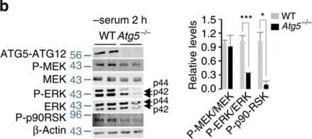 Western Blot ATG5 Antibody - BSA Free