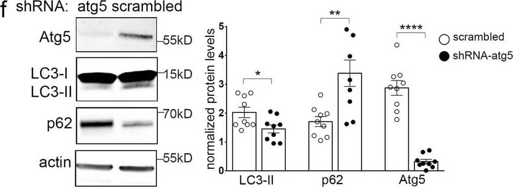 Western Blot: ATG5 Antibody - BSA Free [NB110-53818] - Autophagy is required cell-autonomously in postsynaptic pyramidal neurons for LTD.a–c Time-plots of normalized fEPSP slope & bar graphs of average normalized fEPSP slope during last 15 min of recording after LFS (a) or NMDA (b) or DHPG (c) bath application in P22 hippocampal slices from control (atg5f/f, white circles & bars) & thy1-cKO (black circles & bars) animals. N = 7 animals per genotype. Representative traces of fEPSPs before (black) & after (red) LTD induction for two genotypes in every LTD-triggering protocol. d Schematic representation of protocol used to knockdown atg5 selectively in excitatory neurons of CA1 area of hippocampus in adult (P60) animals. e Images showing representative slices expressing AAV-CamK2a-shatg5-eGFP or AAV-CamK2-shscrambled-mCherry in CA1 area, stained w/ Hoechst dye (nuclei). f Western blot analyses of Atg5, LC3, p62, & actin in lysates from shRNA-atg5 & control hippocampal slices to validate efficacy of knockdown protocol. Graph showing normalized protein levels of LC3, p62, & Atg5 in indicated condition. N = 9 animals. g Time-plot of normalized fEPSP slope & bar graphs of average normalized fEPSP slope during last 15 min of recording following LFS in slices expressing AAV-CamK2a-shscrambled-mCherry (white circles & bars) or AAV-CamK2a-shatg5-eGFP (black circles & bars) in CA1 area. N = 9 animals per condition. Representative traces of fEPSPs before (black) & after (red) LTD induction for two conditions. a–c, f, g Bars represent mean values ± SEM. Statistical analyses performed using unpaired, two-tailed Student’s t-test. a, P = 0.0007, b, P < 0.0001, c, P = 0.0001. In f, P = 0.0231 for LC3, P = 0.0034 for p62, & P < 0.0001 for ATG5. For g, P < 0.0001. Image collected & cropped by CiteAb from following publication (//pubmed.ncbi.nlm.nih.gov/35115539), licensed under a CC-BY license. Not internally tested by Novus Biologicals.
