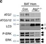 Western Blot: ATG5 Antibody - BSA Free [NB110-53818] - ATG7/LC3-II regulates ERK phosphorylation.(a) Atg7−/− livers display decreased ERK phosphorylation. Immunoblots for the indicated proteins in liver homogenate (Hom) & cytosolic (Cyt) fractions of control (Con) & liver-specific Atg7−/− mice are shown. The bars represent mean±s.e.m. *P<0.05, **P<0.01, ***P<0.001 compared with Con; Student’s t-test, n=4. (b) Atg7−/− livers display decreased ERK2 dimers. Immunoblots show the indicated proteins in Hom from Con & Atg7−/− livers. The bars represent mean±s.e.m. *P<0.05, ***P<0.001 compared to Con; Student’s t-test, n=4–5. Arrows indicate p42 monomers & dimers. (c) Atg7−/− brown adipose tissues (BAT) display decreased ERK phosphorylation. Immunoblots for indicated proteins in Hom from Con & Atg7−/−BAT. The bars represent mean±s.e.m. **P<0.01 compared with Con; Student’s t-test, n=4–6. (d) Atg7−/− livers exhibit decreased nuclear ERK phosphorylation. Immunoblots show the indicated proteins in homogenate (Hom, lane 1) & nuclear fractions (lanes 2–5) from Con & Atg7−/− livers. The bars represent mean±s.e.m. ***P<0.001 compared with Con; Student’s t-test, n=4–5. (e) LC3 C terminus glycine-deleted ( delta G) mutants exhibit decreased ERK phosphorylation. Immunoblots for indicated proteins in total lysates from CFP-LC3- & CFP-LC3 delta G-transfected NIH/3T3 cells exposed or not to EGF (10 min). The bars represent mean±s.e.m. ***P<0.001 compared with Con; Student’s t-test, n=8. Image collected & cropped by CiteAb from the following publication (//www.nature.com/articles/ncomms3799), licensed under a CC-BY license. Not internally tested by Novus Biologicals.