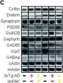 Reducing PAK activity counteracts the enhancement of the glutamatergic synaptic tone observed in 3xTg-AD mice(A) Experimental design for patch clamp recordings of layer II/III pyramidal cells of the medial prefrontal cortex. (B) While the mean frequency of mEPSCs was comparable between the three genotypes, the mean amplitude of mEPSCs was larger in 3xTg-AD mice. This phenomenon was not present in 3xTg-AD-dnPAK mice. (n=5 to 6 cells per group), **p<0.01, oop<0.01, Fisher LSD post hoc test (C and D). A significant reduction in GAD65 and VGAT expression was observed in both 3xTg-AD and 3xTg-AD-dnPAK animals when compared with NonTg animals (N=12-13 mice for NonTg, N=19-21 mice for 3xTg-AD and N=16-17 mice for 3xTg-AD-dnPAK). Examples of Western blots were taken from the same immunoblot experiment for each primary antibody, on the same gel but run in a random order, and rearranged in the same order as the graphs (separated by black lines). **p<0.01, one way ANOVA Tukey-Kramer post hoc test. Image collected and cropped by CiteAb from the following open publication (//pubmed.ncbi.nlm.nih.gov/28522792), licensed under a CC-BY license. Not internally tested by Novus Biologicals.