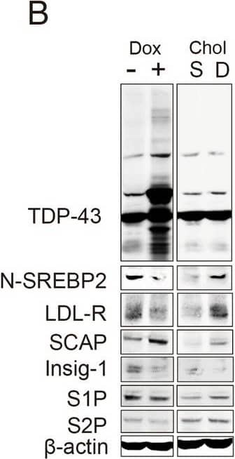 Western Blot INSIG-1 Antibody - BSA Free