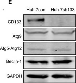 Western Blot: ATG9A Antibody - BSA Free [NB110-56893] - CD133 promoted glucose uptake.A. Levels of glucose uptake in Huh-7con & Huh-7sh133 cells. Mean fluorescence intensity of 2-NBDG uptake was measured by FASC analysis after incubating for 6 h. B. Time course of 2-NBDG uptake in these two cell lines. Statistical significance indicated as *p<0.05; **p<0.01. C. CD133 or empty vector was transfected respectively into LM3 cells. Glucose uptake was measured at the indicated times upon the medium added with 100 µM 2-NBDG. *p<0.05. D. Detection of relative activities of signaling pathways in Huh-7con & Huh-7sh133 cells by Western blotting. con: Huh-7con cells; sh: Huh-7sh133 cells. E. Detection of autophagic genes in Huh-7con & Huh-7sh133 cells by Western blotting. Image collected & cropped by CiteAb from the following publication (//pubmed.ncbi.nlm.nih.gov/23437259), licensed under a CC-BY license. Not internally tested by Novus Biologicals.