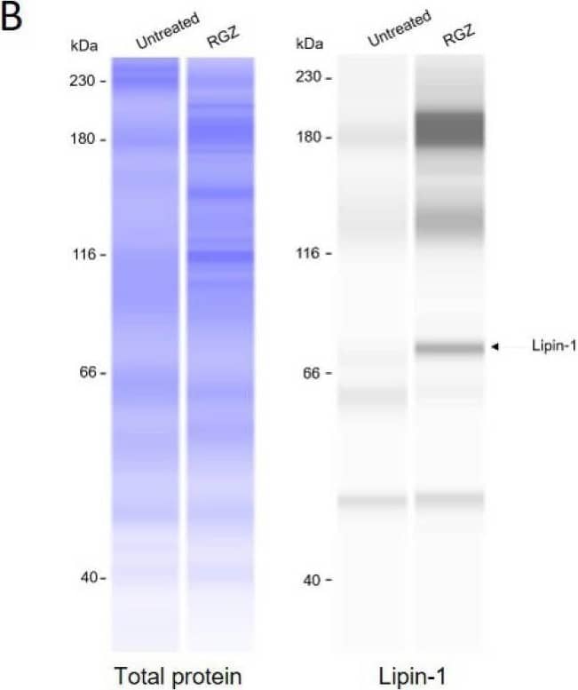 Western Blot Lipin 1 Antibody - BSA Free