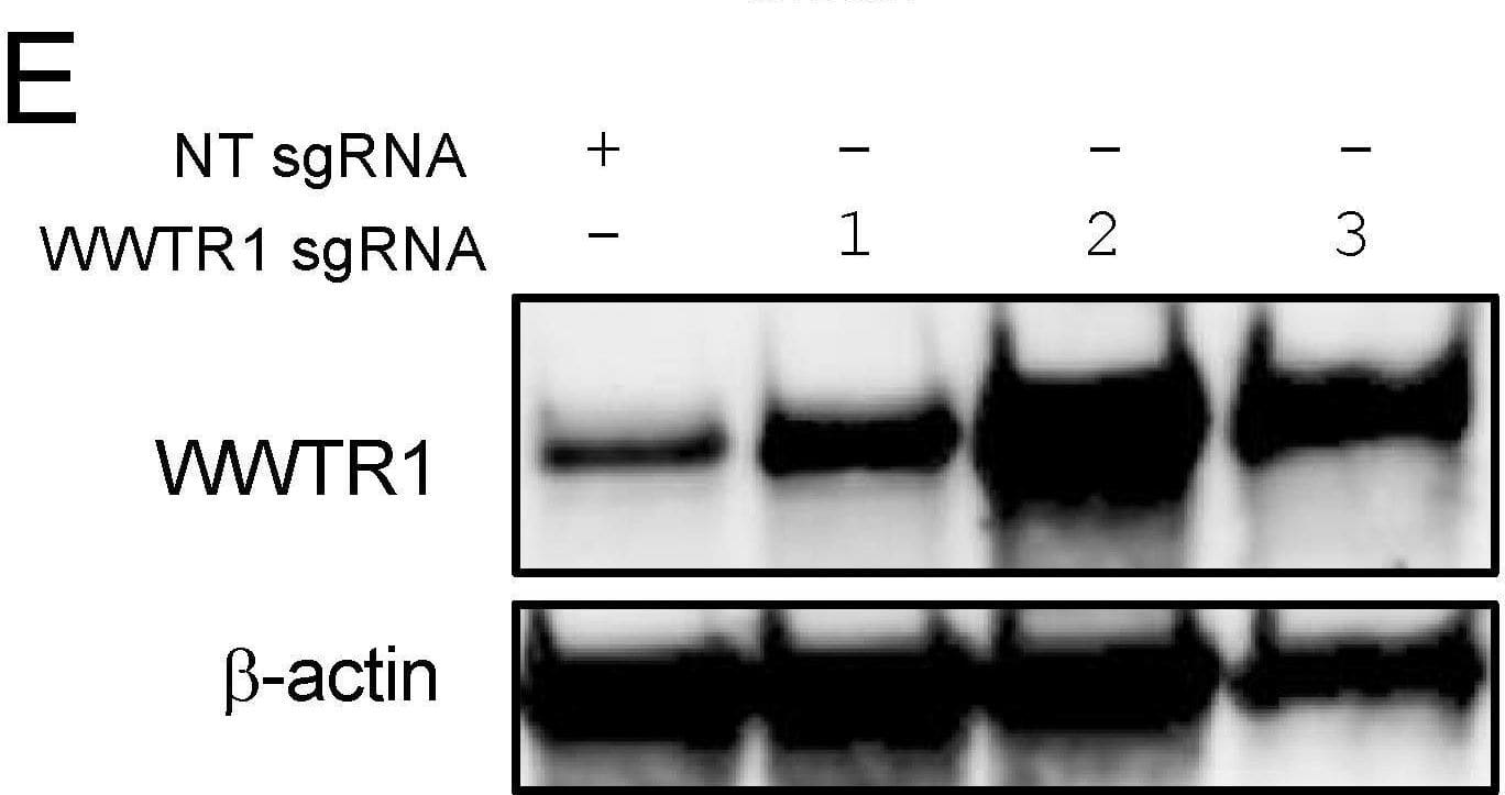 Western Blot TAZ/WWTR1 Antibody - BSA Free