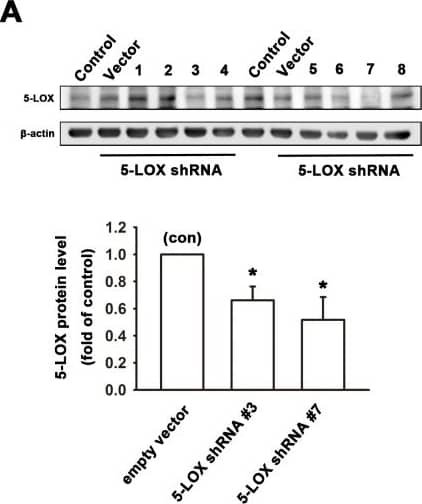Knockdown Validated 5-Lipoxygenase Antibody - BSA Free