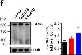 Western Blot: LRRK2 Antibody [NB110-58771] - Characterization of iPSC-derived DA neurons with LRRK2 mutations. a Diagram showing the DA differentiation protocol used for neural induction of human iPSC lines. b Temporal gene expression analyzed by qRT-PCR at three time points: induction (3 weeks), expansion (4–5 weeks), & maturation (>6 weeks). Each point represents the mean ± SEM of at least two independent differentiation experiments. c Representative images of mature neuronal cultures showing expression of neuronal ( beta III-tubulin, Tau, &  alpha -synuclein) & dopaminergic (TH, NURR1) markers. Nuclei were counterstained with Hoechst. Scale bars: 50 μm. d Quantification of immunostainings. Data are represented as mean ± SEM of counts from at least two different lines for each genotype. e Representative western blot analyses of TH, Tau, & GFAP with  beta III-tubulin as loading control in iPSC-derived mature neurons. f Representative immunoblots & quantification of LRRK2 expression in mature neuronal cultures.  alpha -tubulin was the loading control & data were normalized to control WT neurons. Bars represent the mean ± SEM of at least two different lines per genotype. DIV days in vitro, GEL gelatin, POL poly-ornithine, FBN fibronectin, LMN laminin, N2 N2 supplement, bFGF basic fibroblast growth factor, SAG smoothened agonist, LDN LDN-193189, CHIR CHIR99021, SB SB431542, BDNF brain-derived neurotrophic factor, AA ascorbic acid, B27 B27 supplement, dbcAMP dibutyryl cyclic adenosine monophosphate, TGF beta III transforming growth factor  beta III, GDNF glial derived neurotrophic factor. See Additional file 2 for uncropped blots Image collected & cropped by CiteAb from the following publication (//jneuroinflammation.biomedcentral.com/articles/10.1186/s12974-016-0761-x), licensed under a CC-BY license. Not internally tested by Novus Biologicals.