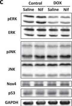 Western Blot: Nox4 Antibody - BSA Free [NB110-58849] - Blockade of LTCC suppressed CaMKII-NF-kB pathway in DOX-treated hearts. (a) Representative immunoblots & quantitative analysis of CaMKII, phosphorylated CaMKII, & GAPDH in DOX (3 doses of DOX at 6 mg/kg body weight every third day for 1 week) or control vehicle (phosphate-buffered saline: PBS) treated-C57B/6 J mouse hearts subjected to either nifedipine (Nif, 10 mg/day/day) or saline for 9 days (n = 5). (b) Representative immunoblots & quantitative analysis of NF-kappa B, phosphorylated NF-kappa B, cleaved caspase 3, & GAPDH in each group (n = 5). The experiment was conducted 3 times. (c–g) Representative immunoblotsa & quantitative analysis of ERK, phosphorylated ERK, JNK, phosphorylated JNK, Nox4, p53, & GAPDH in each group (n = 5). Image collected & cropped by CiteAb from the following publication (//pubmed.ncbi.nlm.nih.gov/31285514), licensed under a CC-BY license. Not internally tested by Novus Biologicals.