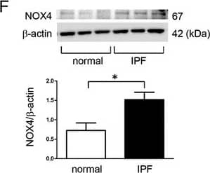 Western Blot Nox4 Antibody - BSA Free