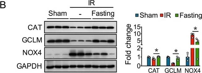 Western Blot: Nox4 Antibody - BSA Free [NB110-58849] - Fasting protects against oxidative stress resulting after two weeks of unilateral ischemia-reperfusion (IR) injury. (A) Representative kidney sections (10×) immunostained for 8-hydroxy-2′-deoxyguanosine (8-OHdG) in sham, IR, & IR + Fasting experimental groups at day 14 post-IR or sham surgery. (B) Immunoblots (left) & quantification (right) of catalase (CAT), glutamate-cysteine ligase modifier subunit (GCLM), & nicotinamide adenine dinucleotide phosphate oxidase 4 (NOX4) in the kidney cortex of rats from sham, IR, & IR + Fasting experimental groups. GAPDH, glyceraldehyde-3-phosphate dehydrogenase. Data are expressed as mean ± SEM. n = 3 animals per group. * p < 0.05. Image collected & cropped by CiteAb from the following publication (//pubmed.ncbi.nlm.nih.gov/31443530), licensed under a CC-BY license. Not internally tested by Novus Biologicals.