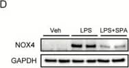 Western Blot: Nox4 Antibody - BSA Free [NB110-58849] - SPA0355 decreased renal oxidative stress & regulated levels of pro-oxidant & antioxidant enzymes in LPS-treated mice. (A) Representative images of IHC of 4-hydroxynonenal (4-HNE) in kidneys. Bar = 20 μm. (B) Percentage of 4-HNE-positive area per field. (C) Renal levels of malondialdehyde (MDA). (D) Representative images of Western blotting of nicotinamide adenine dinucleotide phosphate oxidase 4 (NOX4) & GAPDH. (E) The mRNA levels of manganese superoxide dismutase (MnSOD) & catalase. Results are from 8 mice per group (biological replicates) & 2 or 3 technical replicates per mouse. *** p < 0.001 vs. vehicle-treated mice (Veh). ###p <0.001 vs. LPS-injected mice (LPS). Image collected & cropped by CiteAb from the following publication (//pubmed.ncbi.nlm.nih.gov/32635491), licensed under a CC-BY license. Not internally tested by Novus Biologicals.