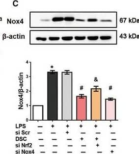 Western Blot: Nox4 Antibody - BSA Free [NB110-58849] - DSC restores redox balance in colonic tissues. A, Colitis was induced as described in Materials & Methods & treated with or without DSC (50 mg/kg). Representative bands & densitometry analysis of Nrf2 nuclear translocation & HO‐1 expression in colonic tissues. Histone H3 &  beta ‐actin were used as loading control, respectively. B, Colitis was induced as described in Materials & Methods & treated with lentiviral Nox4 shRNA or lentiviral scrambled shRNA. Representative bands & densitometry analysis of Nrf2 nuclear translocation & HO‐1 expression in colonic tissues. Histone H3 &  beta ‐actin were used as loading control, respectively. BMDM was stimulated with or without DSC (50 μmol/L) as described in Materials & Methods. C, Representative bands & densitometry analysis of Nox4.  beta ‐actin was used as loading control. D, Representative bands & densitometry analysis of Nrf2 nuclear translocation & cytoplasmic HO‐1 expression in BMDM.  beta ‐actin or histone H3 was used as loading control. Data shown are means ± SEM of n = 8 in each group. *P < 0.05 vs Control cell or mice (CTL), #P < 0.05 vs DSS‐treated mice or LPS‐stimulated cells Image collected & cropped by CiteAb from the following publication (//pubmed.ncbi.nlm.nih.gov/32945118), licensed under a CC-BY license. Not internally tested by Novus Biologicals.