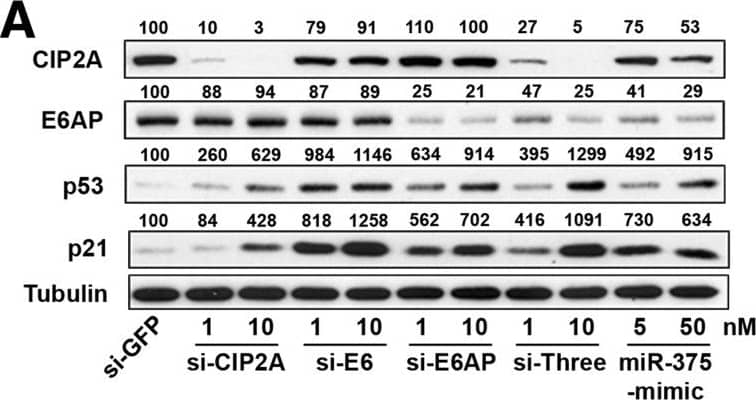 Western Blot: CIP2A Antibody (2G10) [NB110-59722] - miR-375-mediated repression of HPV16, E6AP, & CIP2A activates the p53-p21 network & suppresses telomerase activity. (A) miR-375 demonstrates upregulation of p53 & p21 comparable to that of the single or combined CIP2A, E6, & E6AP knockdown. CIP2A, E6AP, p53, & p21 protein levels in SiHa cells transfected with siRNA targeting CIP2A, HPV16-E6, & E6AP (si-CIP2A, si-E6, & si-E6AP, respectively) were analyzed by Western blot. 1 nM & 10 nM siRNA concentrations & 5 nM & 50 nM for miR-375-mimic were used for transfection. si-Three is a combination of the three siRNAs indicated above. 10 nM of si-GFP was used as a control. Tubulin expression was used as internal control. (B) The increase in p21 protein levels correlate to its mRNA levels. Relative endogenous p21 mRNA levels transfected with siRNAs or miR-375 were measured using qRT-PCR. (C) miR-375 exerted a similar or stronger reduction in TERT mRNA levels when compared to E6 & E6AP knockdown in SiHa cells. (D) SiHa cells transfected with miR-375-mimic significantly reduced telomerase activity. Relative telomerase activities in SiHa cells transfected with NS control, miR-375-mimic, & miR-375 inhibitor were measured by SYBR real-time PCR TRAP assay. Heat-inactivated telomerase extracts were used to normalize this data. *p < 0.05, **p < 0.01, ***p < 0.001, & ****p < 0.0001. ns, not significant. Image collected & cropped by CiteAb from the following publication (//pubmed.ncbi.nlm.nih.gov/24708873), licensed under a CC-BY license. Not internally tested by Novus Biologicals.