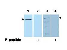 Western blot using affinity purified anti-Pdcd4 pS457 antibody shows detection of Pdcd4 phosphorylated at Ser 457 (lanes 1 & 3) at ~52kDa (arrow). Lanes 1 & 2 each contain 100 ng recombinant Pdcd4. Lanes 3 & 4 each contain 30 ug of whole cell extract from 293 HEK cells treated with 20 nM TPA and MG132 proteosome inhibitor for 8 hours. The signal can be competed off with peptide phosphorylated at Ser 457 (Lanes 2 & 4). Personal Communication, M Young & A Jansen, NCI, Bethesda, MD.