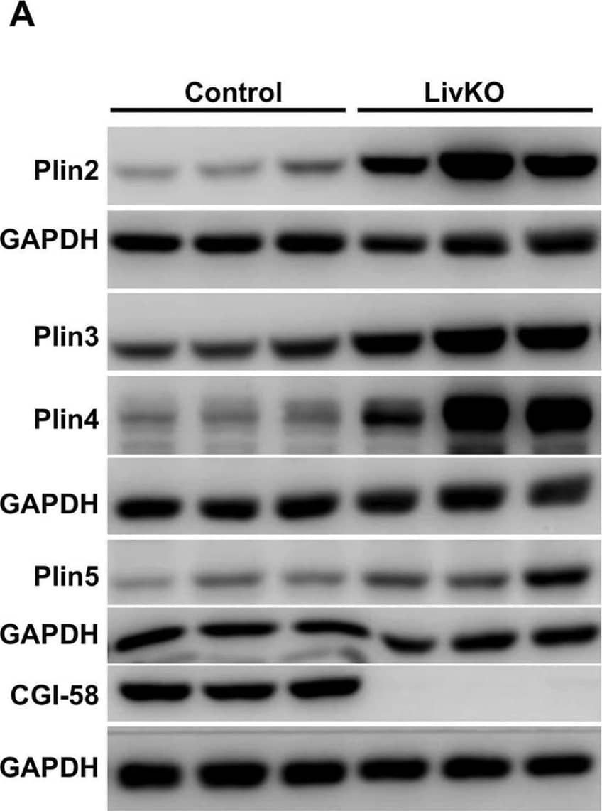Western Blot OXPAT Antibody - BSA Free